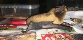 kŕmenie raniaka hrdzavého (Nyctalus noctula)