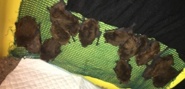 skupinka hibernujúcich večerníc malých (Pipistrellus pipistrellus) v podmienkach rehabilitačnej stanice