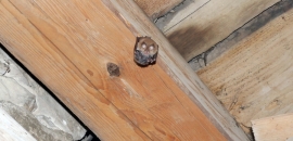 Samička podkovára malého (R. hipposideros) s mláďatkom