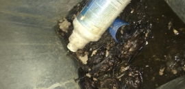 niekedy sú tieto šachty s hladkými stenami, po ktorých netopiere nedokážu vyliezť späť do podstrešných priestorov naplnené vodou, v ktorej sa utopia