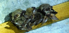 skupinka P. austriacus v podkroví kostola Lačnov 
