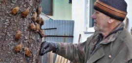 Raniaky boli nahriate a úspešne vypustené do voľnej prírody