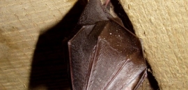 podkovár malý (Rhinolophus hipposideros)