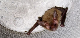Netopier veľkouchý (Myotis bechsteinii) v drevobetónovej búdke
