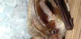 ucháč sivý (Plecotus austriacus)