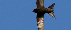 dážďovník tmavý (archív SOS/Birdlife Slovensko)