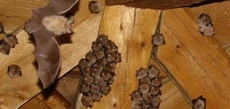 Agregácie podkovárov malých (R. hipposideros)