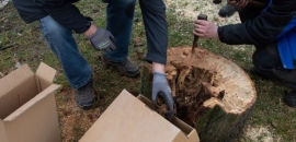 otváranie dutiny, aby sa dali povyberať netopiere