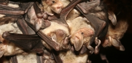Netopier obyčajný (Myotis myotis) v tomto kostole počas letného obdobia
