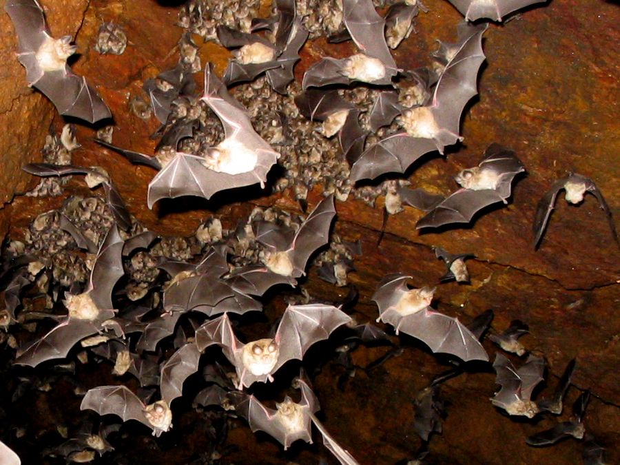 Rhinolophus euryale
