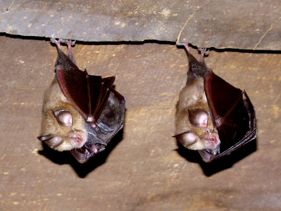 Rhinolophus hipposideros