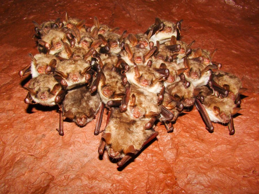 Myotis blythii