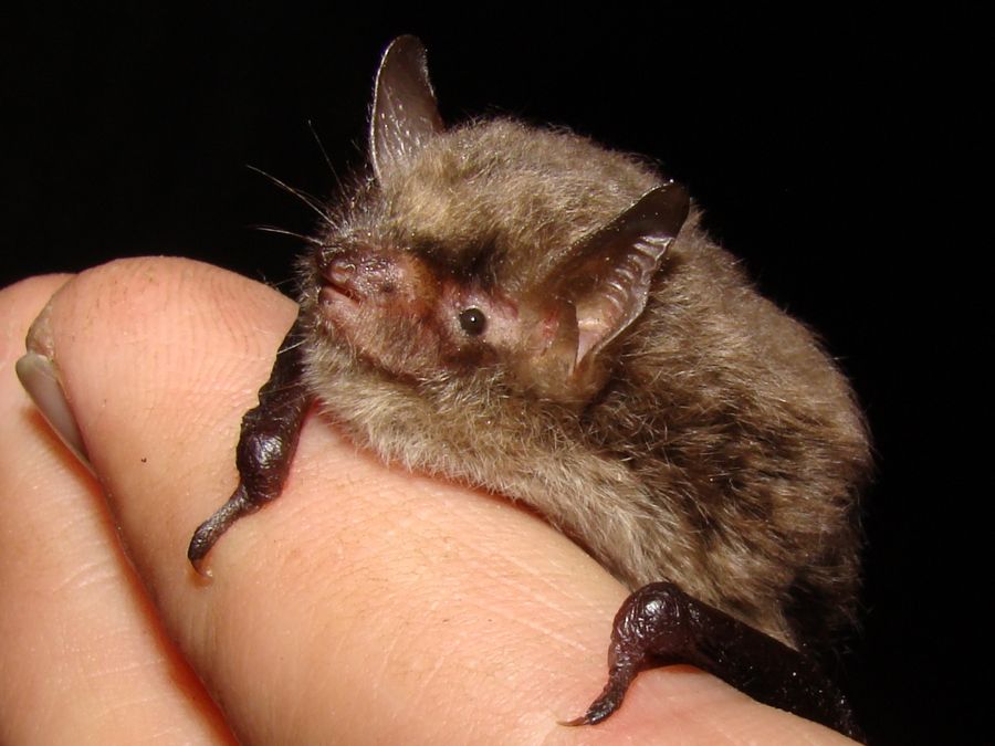 Myotis alcathoe