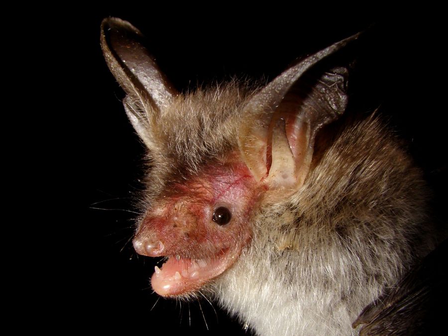 Myotis bechsteinii