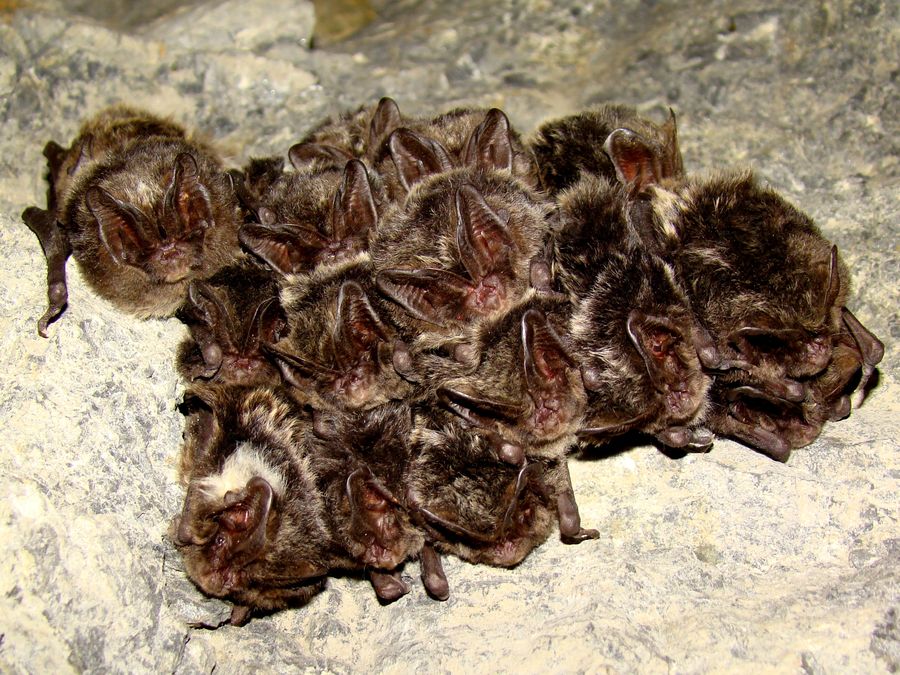 Barbastella barbastellus