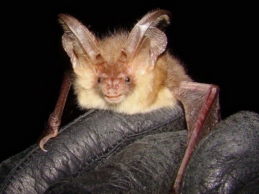 Plecotus auritus