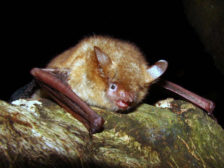 Myotis emarginatus