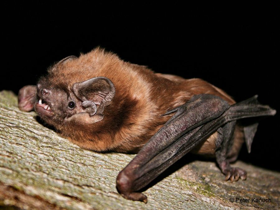 Nyctalus lasiopterus