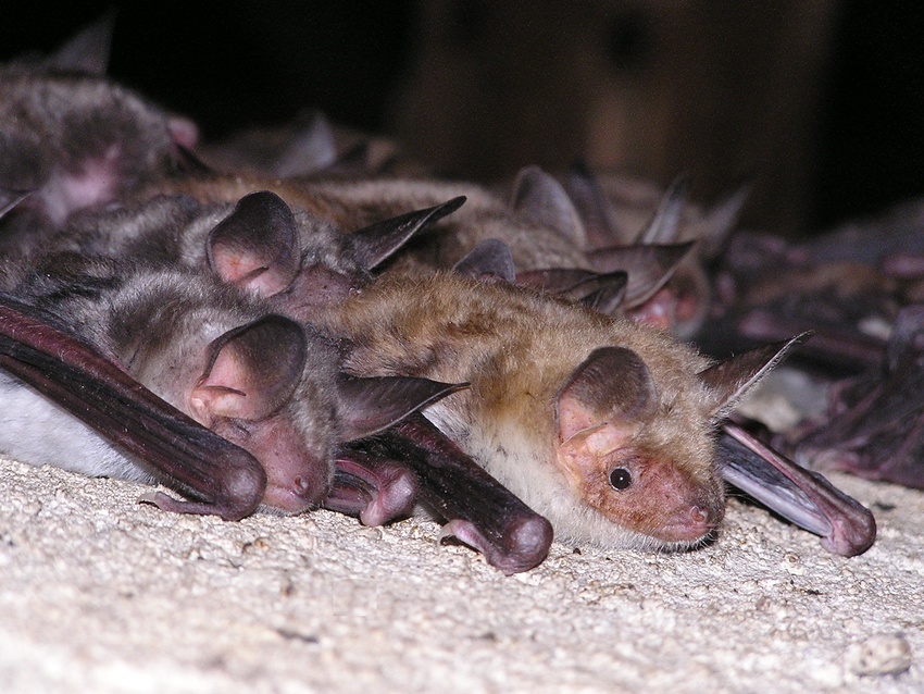 Myotis myotis