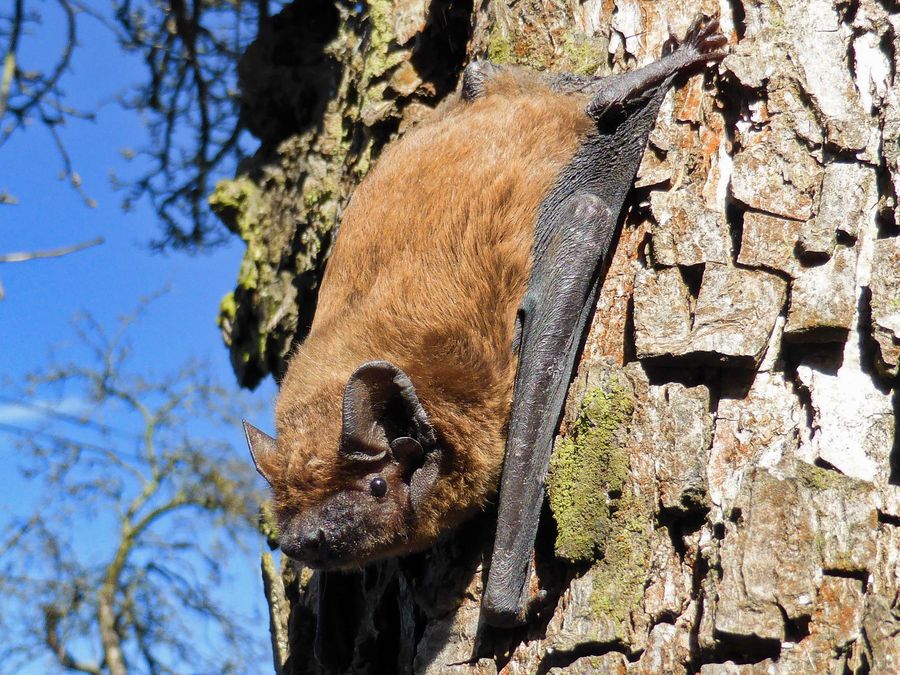 Nyctalus noctula