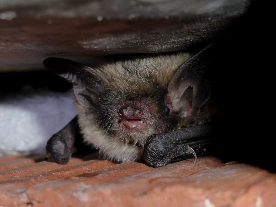 Myotis brandtii
