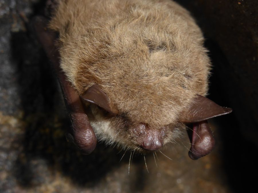 Myotis dasycneme