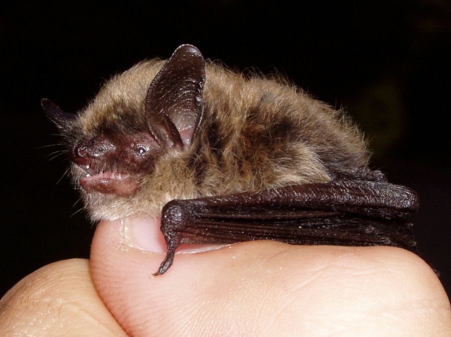 Myotis mystacinus