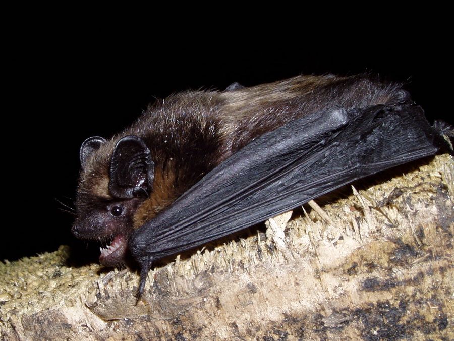 Eptesicus nilssonii 