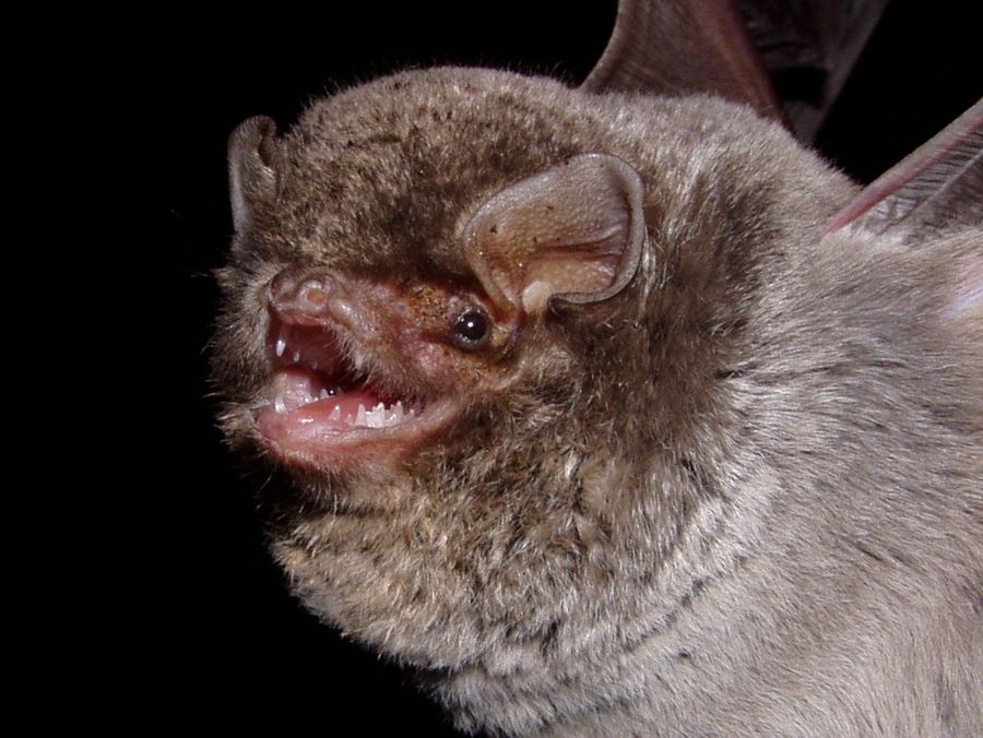 Miniopterus schreibersii