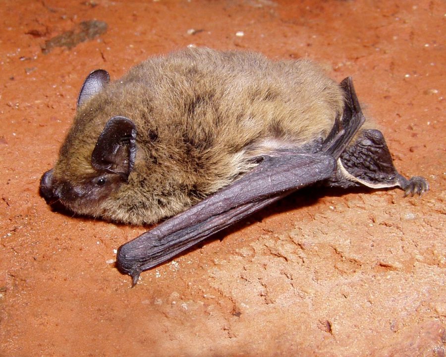 Pipistrellus kuhlii