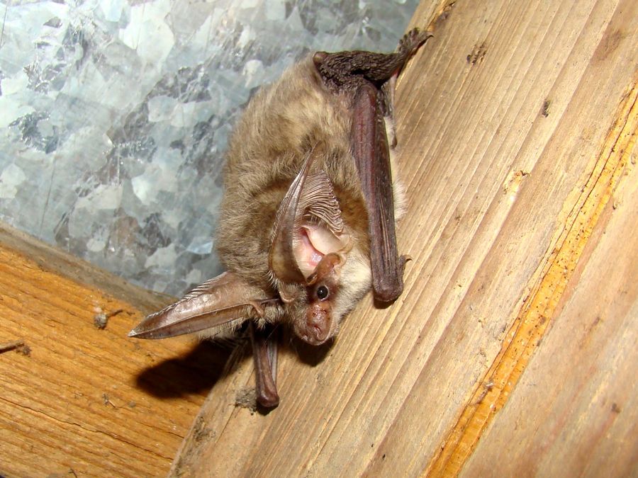 Plecotus austriacus